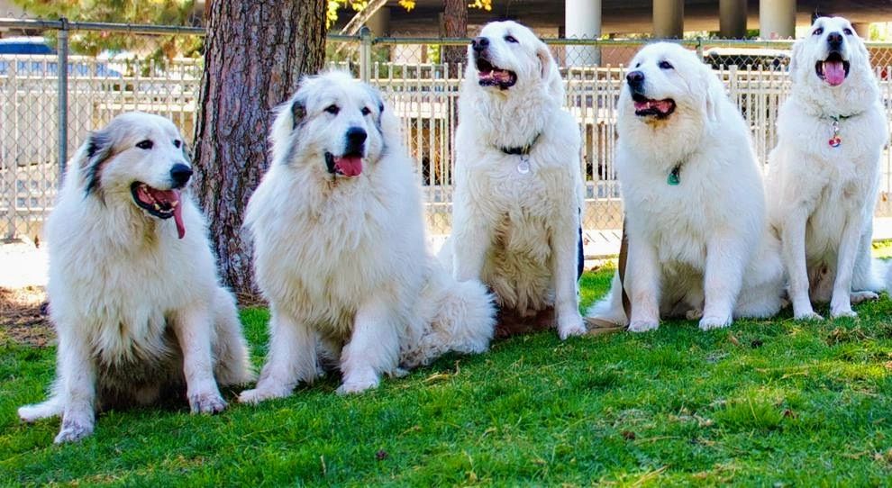 Great pyrenees dogs sales for adoption